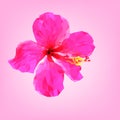 Pink hibiscus flower polygon.