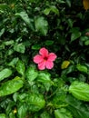 a pink hibiscus flower on shoeblackplant (Chinese rose)
