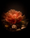 Pink hibiscus flower submerged in water lying on a bed of shells in the dark