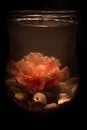 Pink hibiscus flower submerged in water lying on a bed of shells in the dark