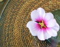 Pink Hibiscus Flower