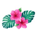 Pink hibiscus flower with tropical leaf arrangement isolated on white background Royalty Free Stock Photo