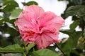 Pink Hibiscus flower - Flowers of Matagalpa Nicaragua Royalty Free Stock Photo