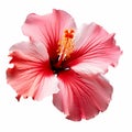 Pink Hibiscus Flower On White Background - Dimitry Roulland Style Royalty Free Stock Photo