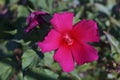 Pink hibiscus flower in wild nature Royalty Free Stock Photo