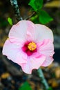 Pink hibiscus flower yellow stamens bloom beautifully Royalty Free Stock Photo