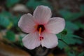 Pink hibiscus flowers with green leaves background Royalty Free Stock Photo