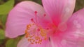 Pink Hibiscus Flowers or Bunga Kembang Sepatu Royalty Free Stock Photo
