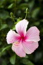 Pink hibiscus flowers close up green leaf background in flower garden Royalty Free Stock Photo