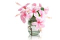 Pink Hibiscus Flowers in Glass Vase