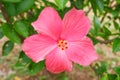 Pink hibiscus flowers and green leaves on natural daylight green leaves background Royalty Free Stock Photo