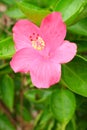 Pink hibiscus flowers and green leaves on natural daylight green leaves background Royalty Free Stock Photo