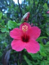 Pink hibiscus Royalty Free Stock Photo