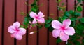 Pink hibiscus flowers in the lath background Royalty Free Stock Photo