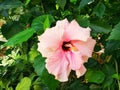 Pink hibiscus flowers macro - chinese rose Royalty Free Stock Photo