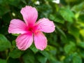 Pink hibiscus flowers pink 01