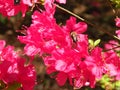 Pink Hibiscus in full bloom