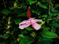 Pink Hibiscus - Hawaiian Tropical Hibiscus..