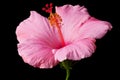 Pink hibiscus isolated Royalty Free Stock Photo