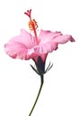 Pink hibiscus isolated