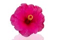 Pink hibiscus isolated on white background. Save with cliping path Royalty Free Stock Photo