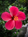 Pink hibiscus joba flower picture
