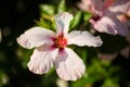 Pink hibiscus, macro shot, italy Royalty Free Stock Photo