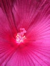 Pink Hibiscus macro shot