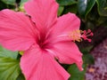 Pink hibiscus macro Royalty Free Stock Photo