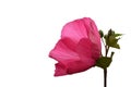 Pink hibiscus moscheutos flower isolated on white background with copy space. Hardy hybiscus (rose mallow) close up Royalty Free Stock Photo