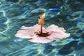 Pink hibiscus in a pool Royalty Free Stock Photo