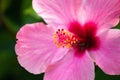 Pink Hibiscus stamen, flower pollen. Tropical flower Royalty Free Stock Photo