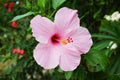 Pink Hibiscus syriacus flower in nature garden Royalty Free Stock Photo