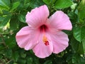 Pink Hibiscus syriacus flower or shoe flower in nature garden Royalty Free Stock Photo