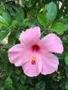 Pink Hibiscus syriacus flower in nature garden Royalty Free Stock Photo