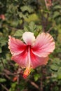 Pink Hibiscus syriacus flower in nature garden Royalty Free Stock Photo