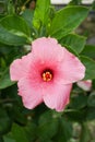 Pink Hibiscus syriacus flower Royalty Free Stock Photo