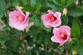 Pink Hibiscus syriacus flower Royalty Free Stock Photo