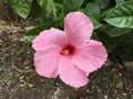 Pink Hibiscus syriacus flower Royalty Free Stock Photo