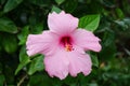 Pink Hibiscus syriacus flower Royalty Free Stock Photo