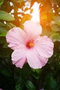 Pink Hibiscus syriacus flower Royalty Free Stock Photo