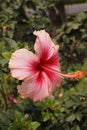 Pink Hibiscus syriacus flower Royalty Free Stock Photo