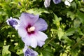 Pink Hibiscus syriacus flower plant in garden Royalty Free Stock Photo