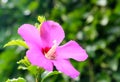 Pink Hibiscus syriacus flower Royalty Free Stock Photo