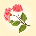 Pink hibiscus tropical flower vector