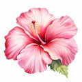 Pink Hibiscus Watercolor Clipart: A Beautiful Floral Artwork