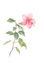 Pink hibiscus watercolor painting