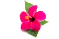 Pink hibiscus on white background Royalty Free Stock Photo