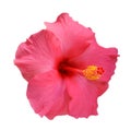 Pink Hibiscus on white background Royalty Free Stock Photo