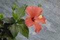 Pink hibiskus flower with yellew stamens. Blooming flower with notched leaves and blurred background